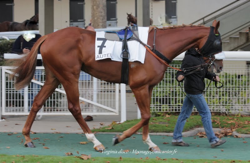 Photos Auteuil 26-09-2015 IMG_4265