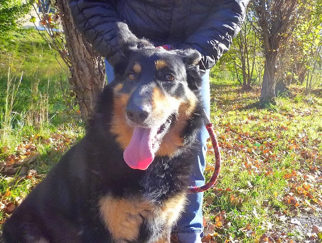 Sos pour HANDY - beauceron 8 ans - Refuge de Digne (04) HANDY%200911%206