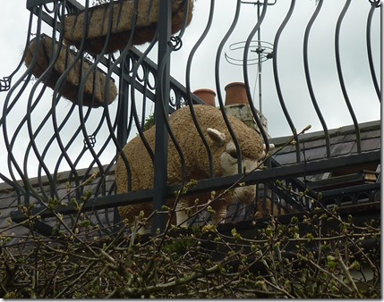 6 sheep at preston bagot