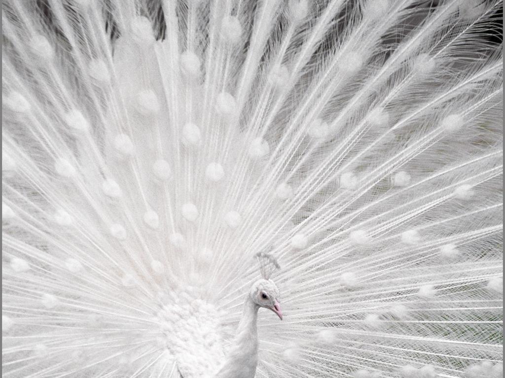 white peacock. Repinned onto Peacock Anything! from scenicreflections.com