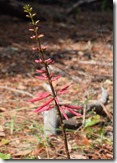 Red flowers-1