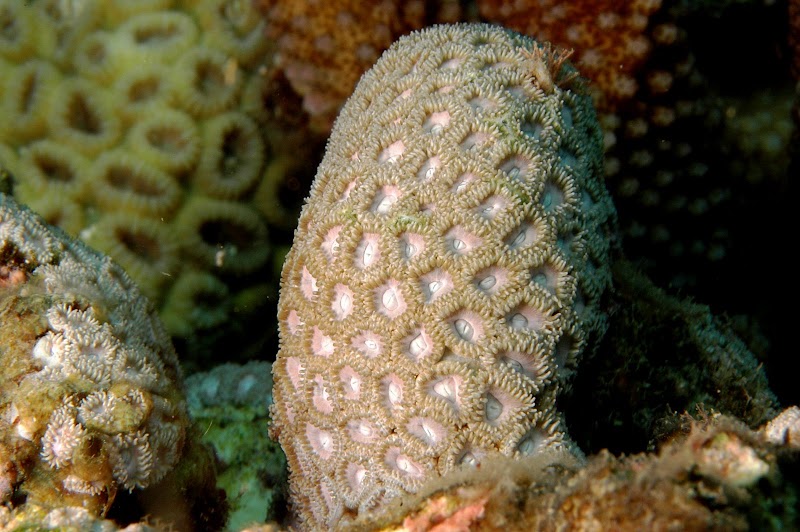 Faviidae. Manza, Okinawa. 4m.