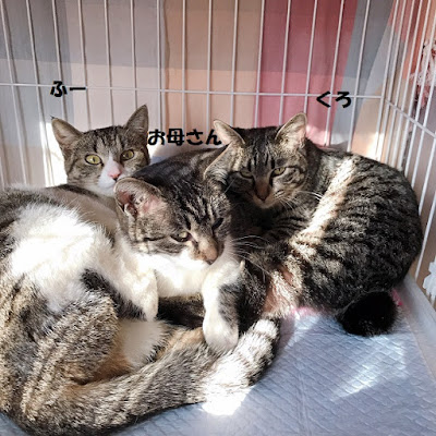3neko4.jpg