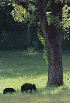 Mother and bear cub