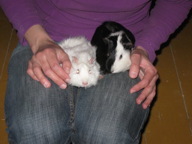 Liliom+Pepita