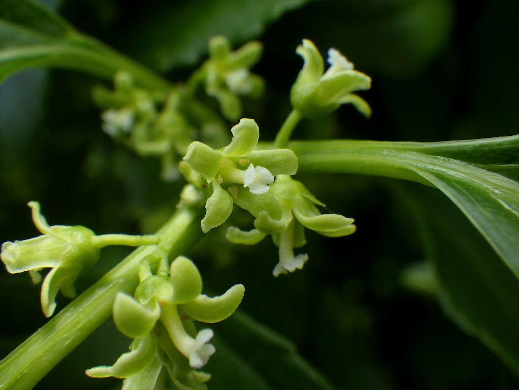 オニツルウメモドキ Celastrus Orbiculatus Var Strigillosus Familiar Flowers 2