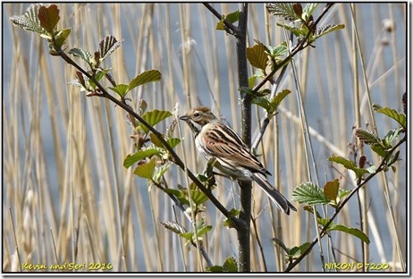 Farmoor Reservoir - April