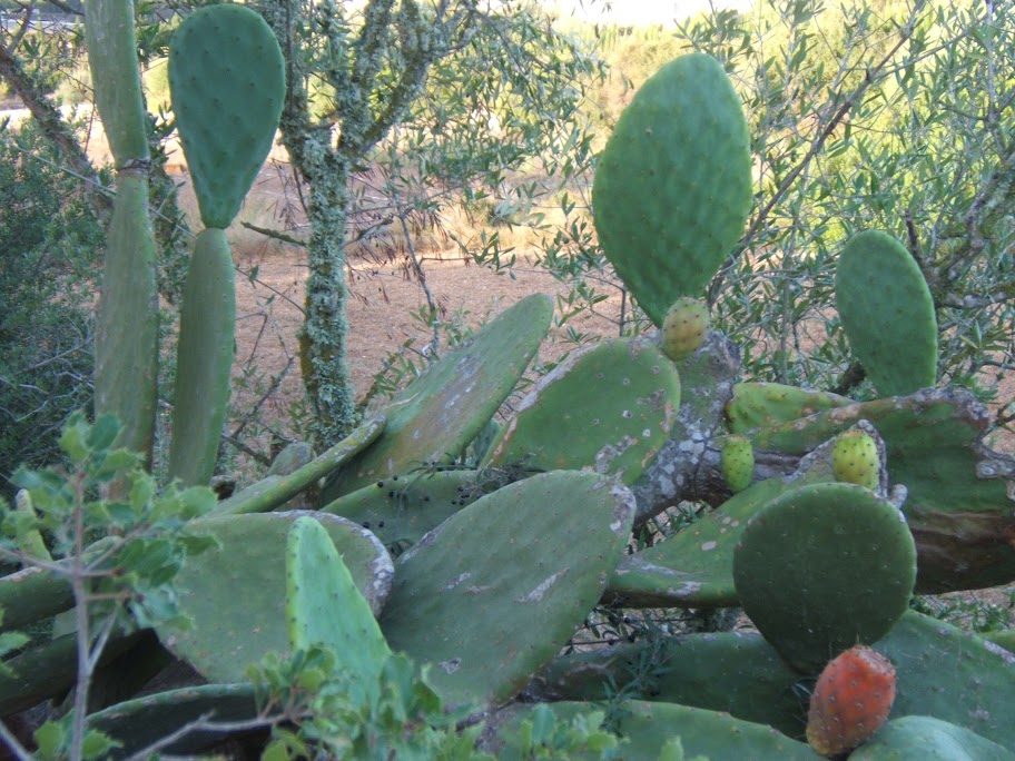 Mallorca: Finca in Santa Margalida bei Can Picafort, nahe der Bucht von Alcudia