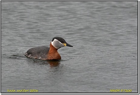 Farmoor Reservoir - April