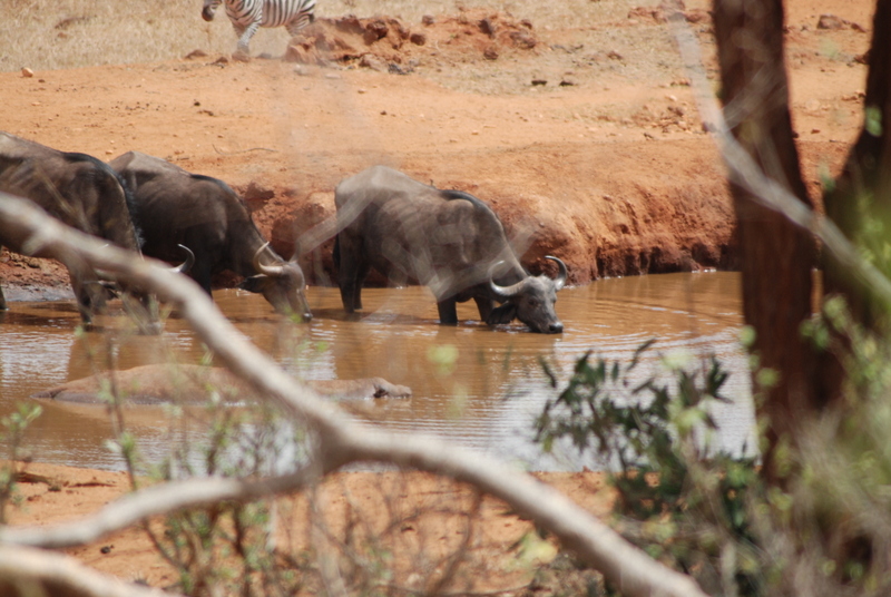 Tsavo West y regreso (7-9 de julio de 2009) - El zoo más grande del mundo - Kenya (2009) (17)