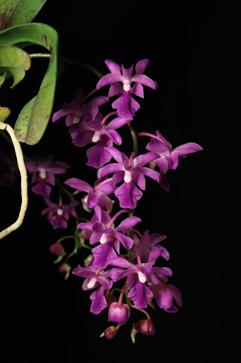 Aerides crassifolia IMG_5667