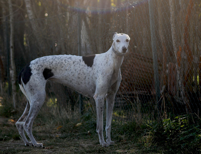 Les Greyhounds  IMG_2606%252520copie