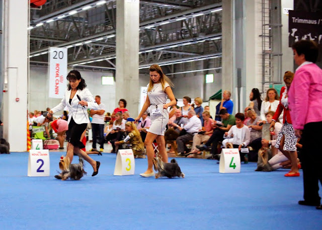 World Dog Show-2014 IMG_0106res2