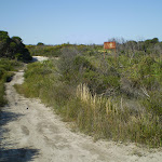 Along Cape Bailey track near Tabbagai Gap (18774)