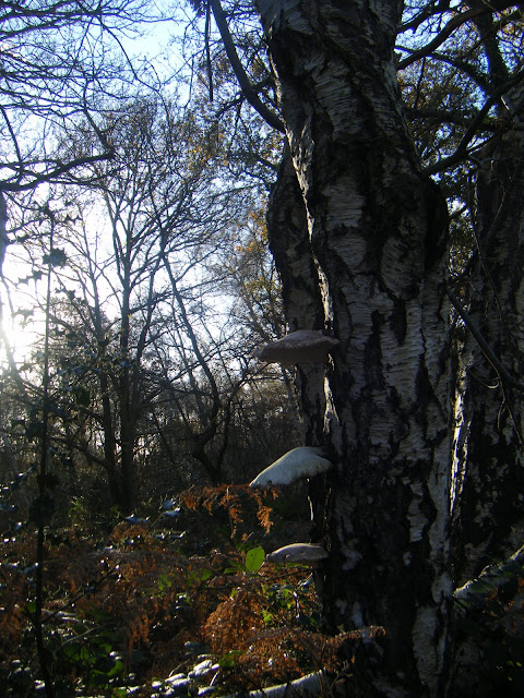 DSCF1521 Fungus on a tree