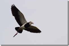 Long-toed Lapwing