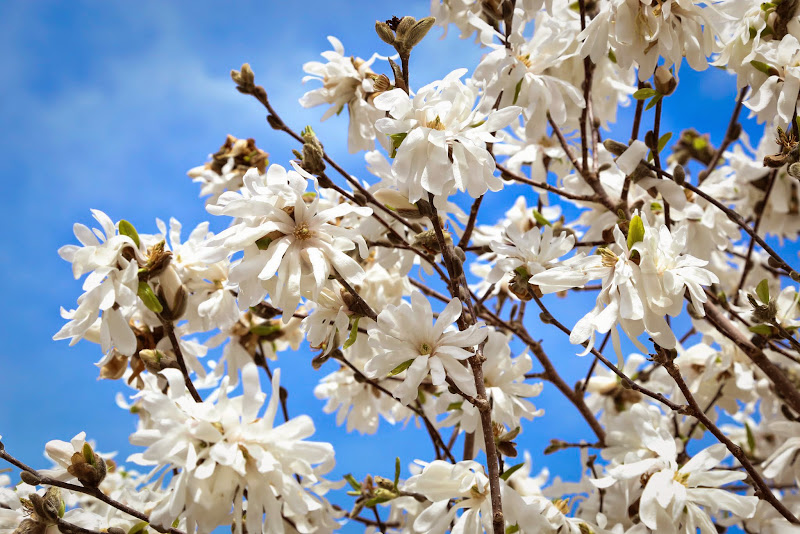 magnolia in bloom