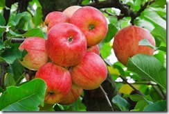 red apples on tree