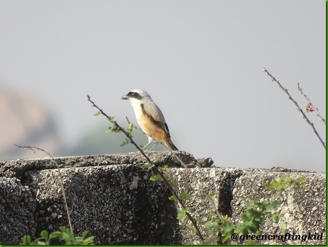 Bay backed Shrike