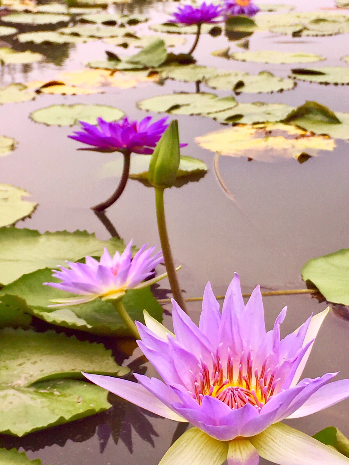 lotus water lilies , taiwan,  tainan,  beihe