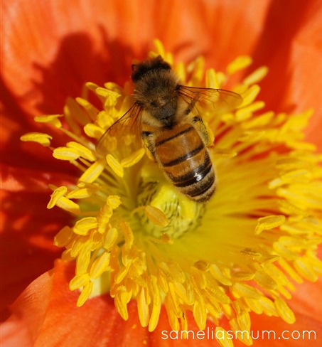 Bee in a Matilda Poppy