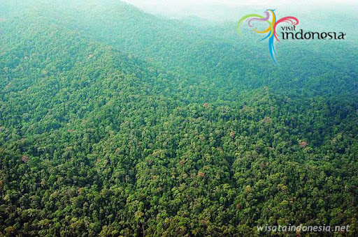 Bukit Duabelas National Park - Jambi, Indonesia