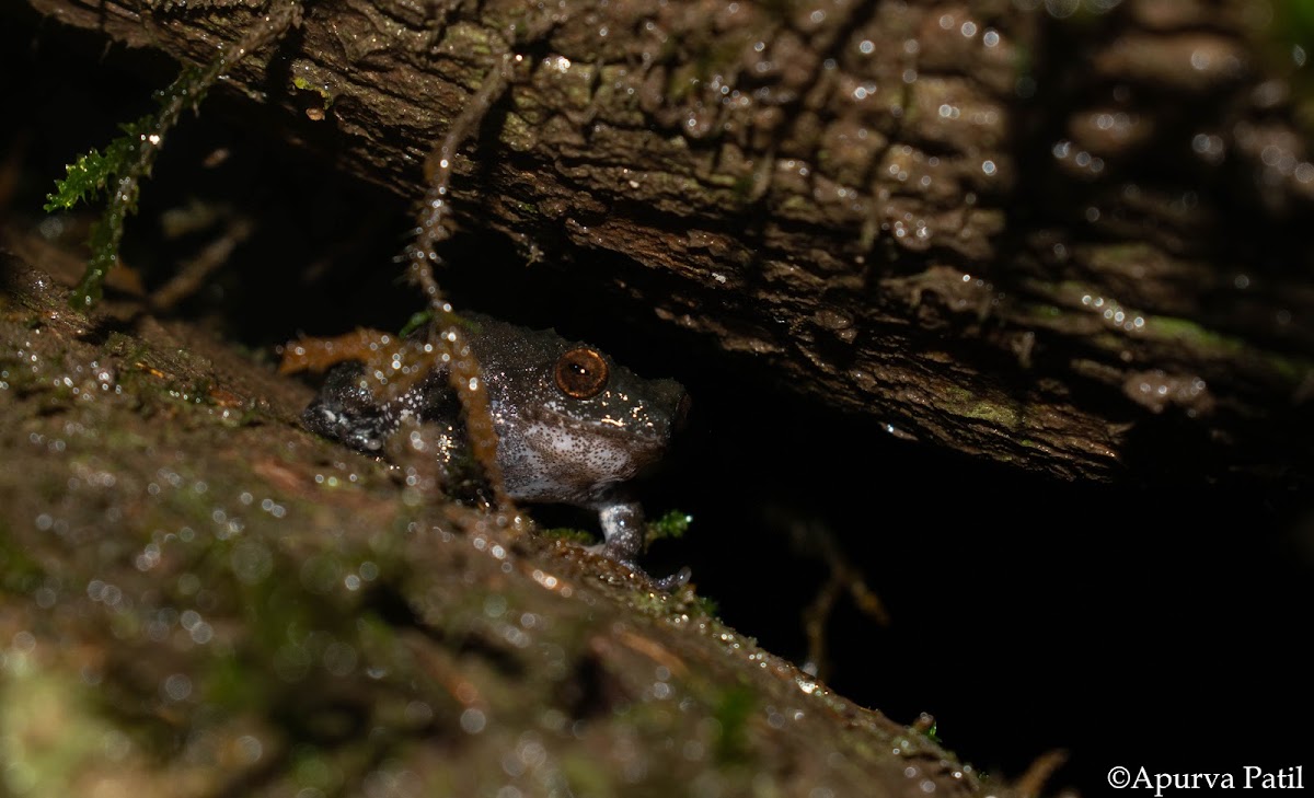 Bombay Bush Frog