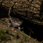 Bombay Bush Frog