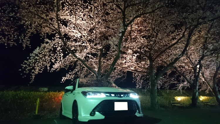 カローラフィールダーのM工房from長野・桜とコラボ・満開に関するカスタム事例の投稿画像3枚目