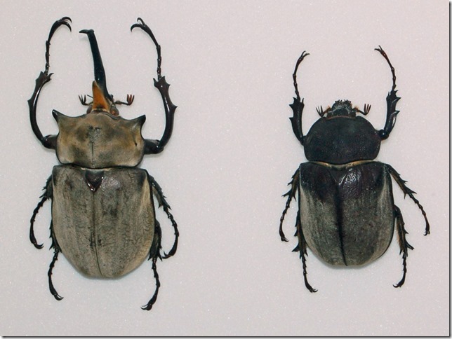 Scarabaeidae_-_Megasoma_elephas