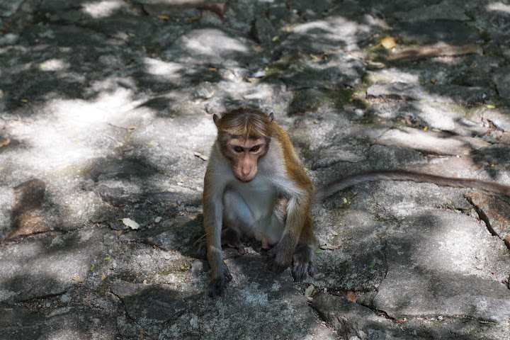 Шри-Ланка: на машине 1 100 км,  фото без комментариев, март-апрель 2013г.