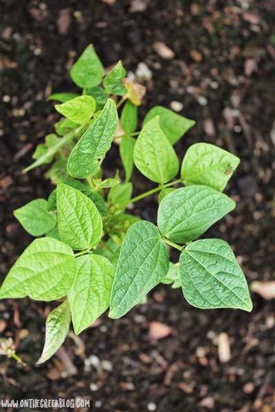 green bean plant