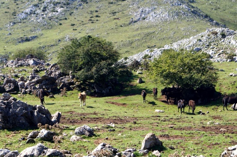 Picu Mirueñu y circular por el Sueve oriental - Descubriendo Asturias (22)