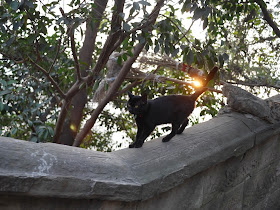 cat walking on a stone wall in Chongqing