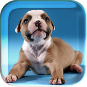 Wet Puppies Live Wallpaper  Icon