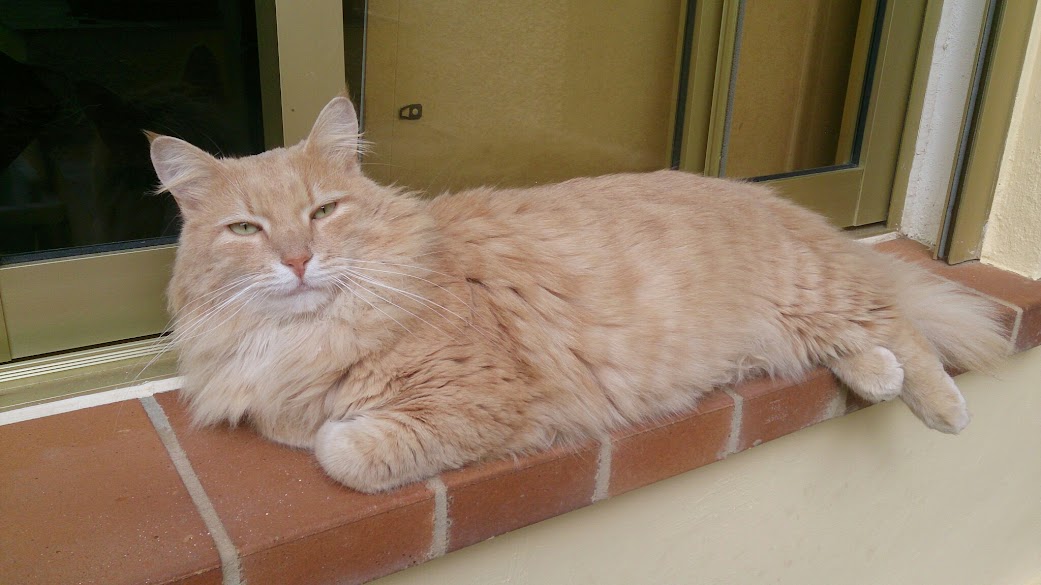 Поговорим о кошках32