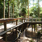 Elevated boardwalk at the Wildlife Exhibits at Blackbutt Reserve (401980)