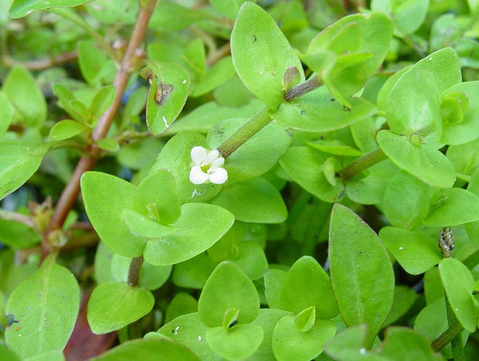 Микрантемум тенистый (Micranthemum umbrosum)