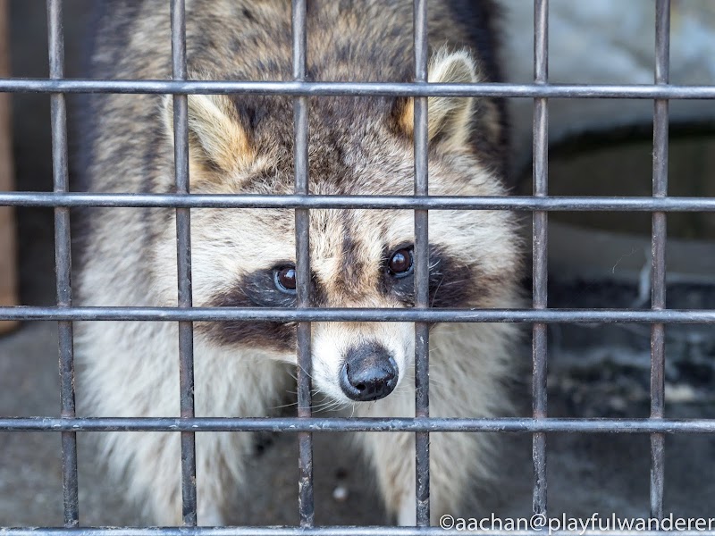 仙台市八木山動物公園201803 yagiyama (38 - 62).jpg