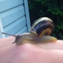 snail