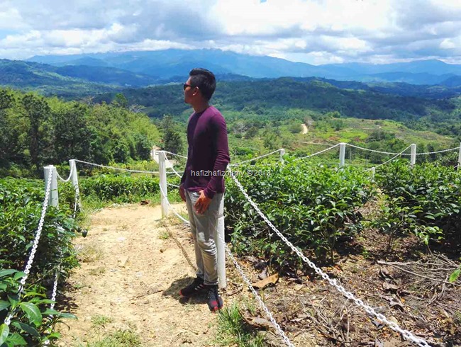 pemandangan di Ladang Teh Sabah pemandangan di Ladang Teh Sabah