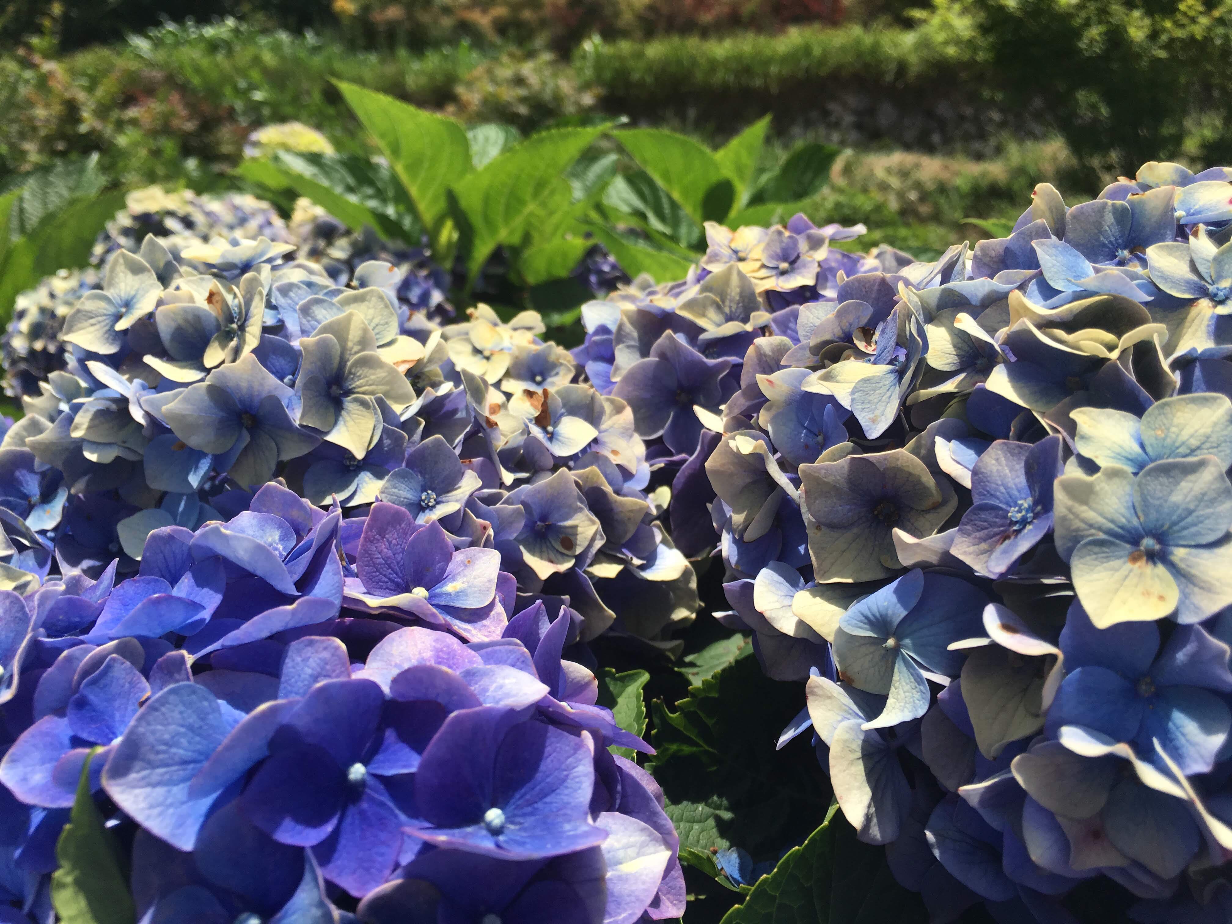 yang ming shan, hydrangea farm, zhuzihu, new Taipei, Taiwan