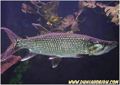 Ikan African Pike Characin