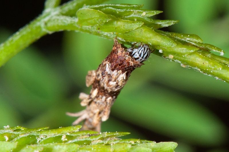 bagworm-moths-case-3