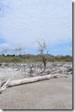 Driftwood and dunes