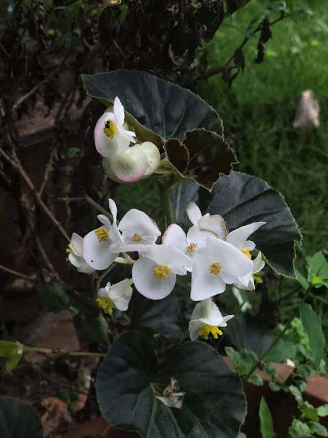 Begonia spp. widely cultivated in Darjeeling hills! Location Belgavi, Karnataka India