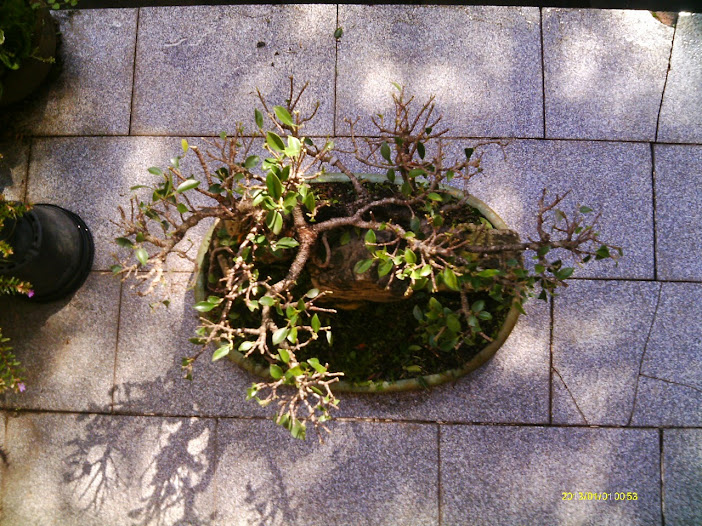 Ficus Microcarpa Tiger Bark pra reforma... - Página 2 IMAG0185