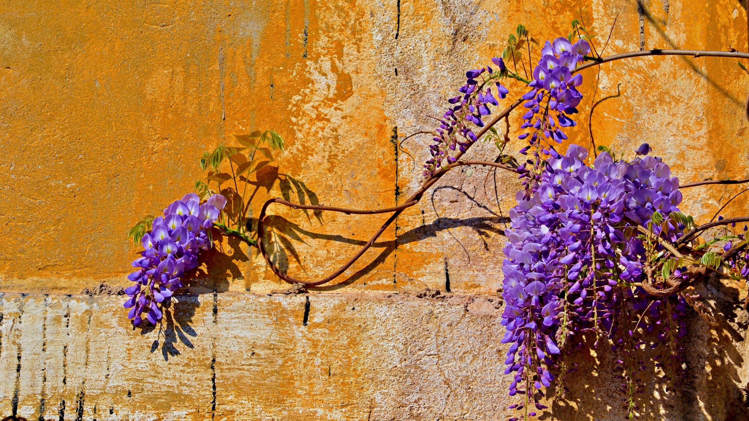 Cascate di fiori su antichi muri, la primavera tinta  di lilla di giuseppedangelo