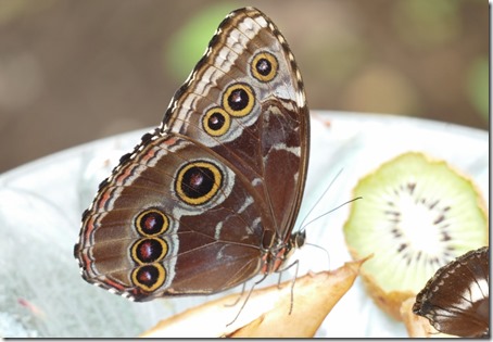 nl_deer_lake_insectarium_4