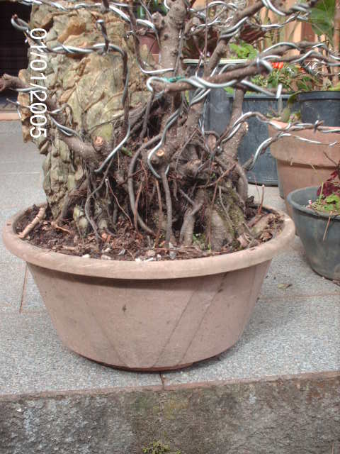 Ficus Microcarpa Começando... PICT1032